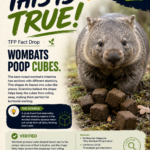 Wombats Poop Cubes